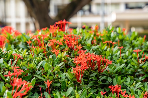 La planta de flor Soka o rojo Ixora chinensis comúnmente conocido como pétalo de flores de ixora chino
