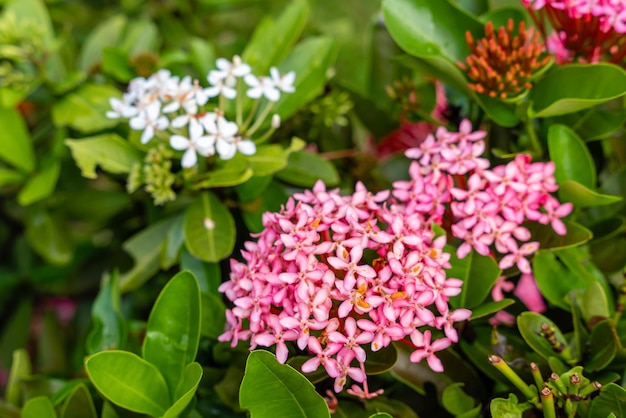 La planta de flor Soka o rojo Ixora chinensis comúnmente conocido como pétalo de flores de ixora chino