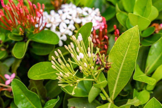 La planta de flor Soka o rojo Ixora chinensis comúnmente conocido como pétalo de flores de ixora chino