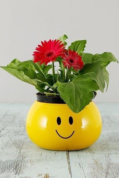 Foto planta de flor de sonrisa con un hermoso fondo