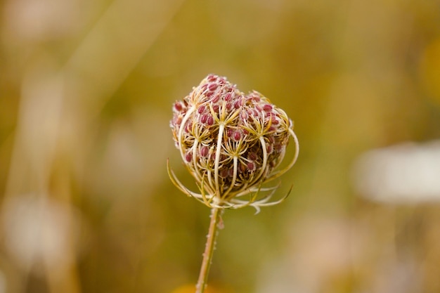 planta de flor verde en el jardín