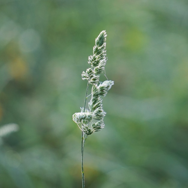 planta de flor verde