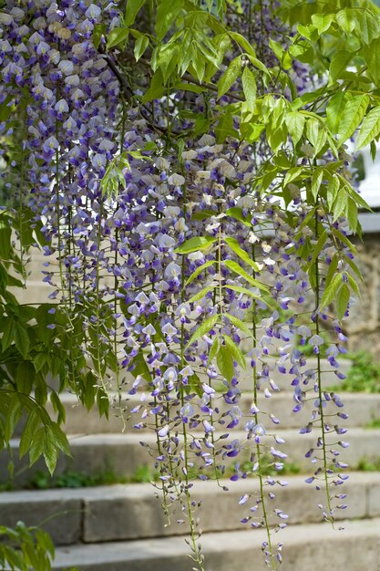 Planta en flor "Wisteria sinensis" con flores violetas en Spring Park (Crimea, Ucrania)