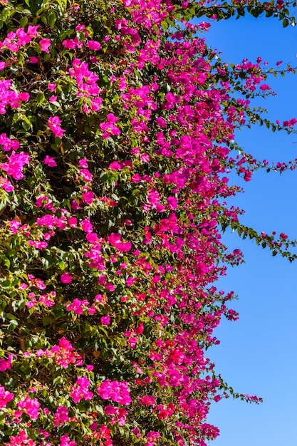 Planta floreciente de buganvillas que crece en el jardín