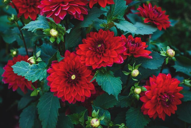 Planta floreciente roja oscura de la dalia en el jardín