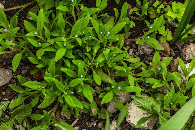 Planta floreciente trepadora en las piedras Flores azules jardinería decorativa para la colina alpina