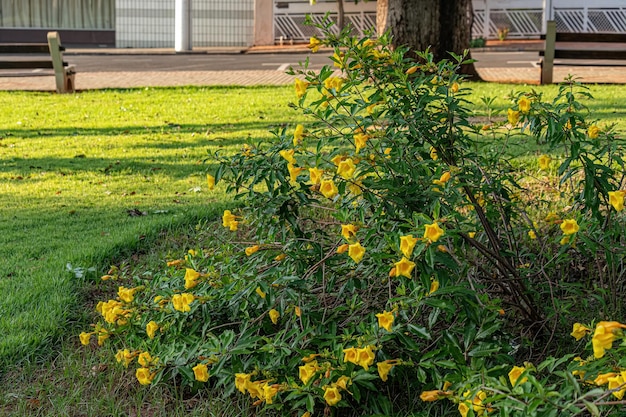 Planta con flores Allamanda