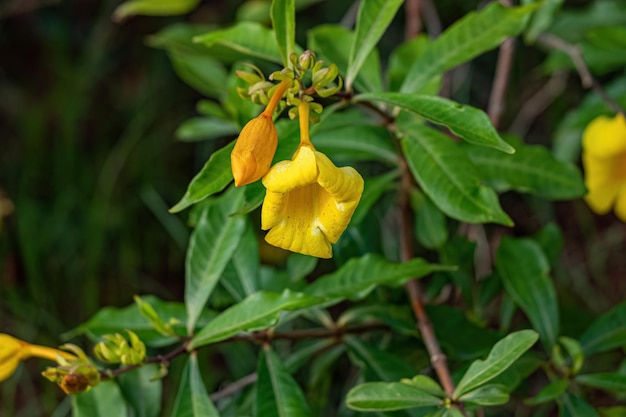 Planta con flores Allamanda