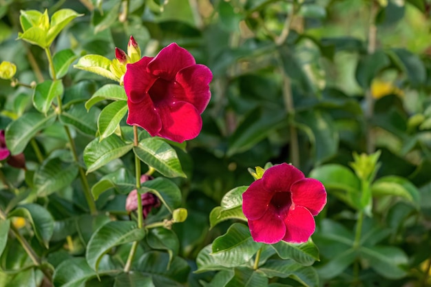 Planta con flores Allamanda