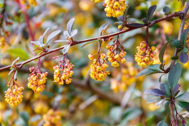 Planta con flores amarillas del agracejo de Thunberg Berberis thunbergii, también conocido como agracejo japonés o agracejo rojo Arbusto de agracejo en el parque florece con flores amarillas