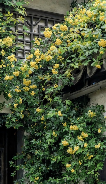 Una planta con flores amarillas con hojas verdes y la palabra buganvilla en el costado