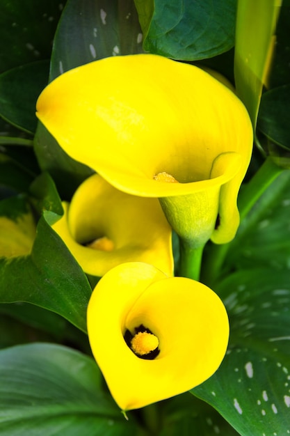 Una planta con flores amarillas que dicen calla lily