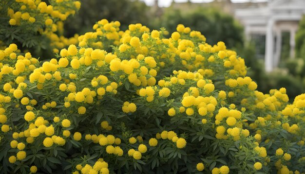 una planta con flores amarillas que están en flor