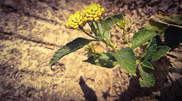 Planta con flores amarillas