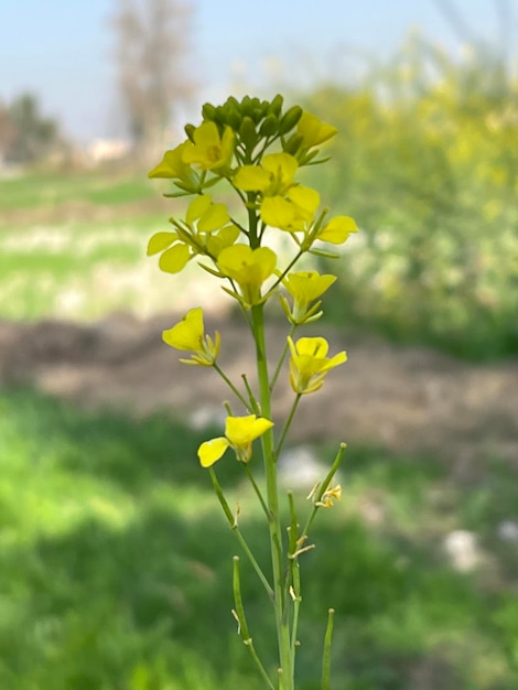 Una planta con flores amarillas.