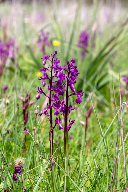 Planta con flores Anacamptis laxiflora closeup en hábitat natural