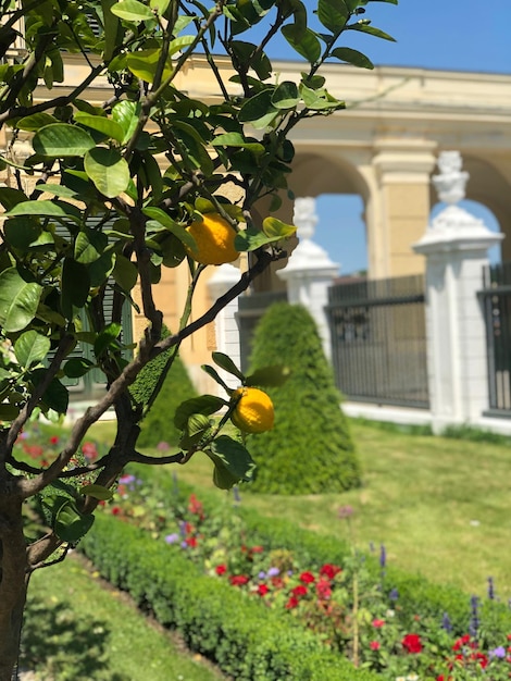 Foto planta con flores por árbol contra el edificio