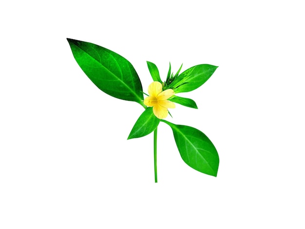 Planta y flores de Barleria prionitis sobre un fondo blanco