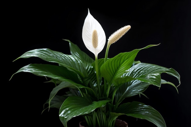 Una planta con flores blancas aislar sobre fondo negro