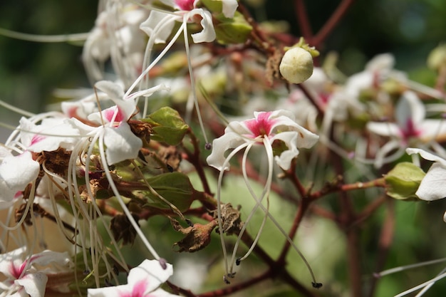 Foto una planta con flores blancas y brotes rosados con una flor blanca en el medio