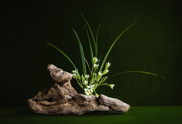 Una planta con flores blancas está frente a un fondo verde oscuro Ornithogalum