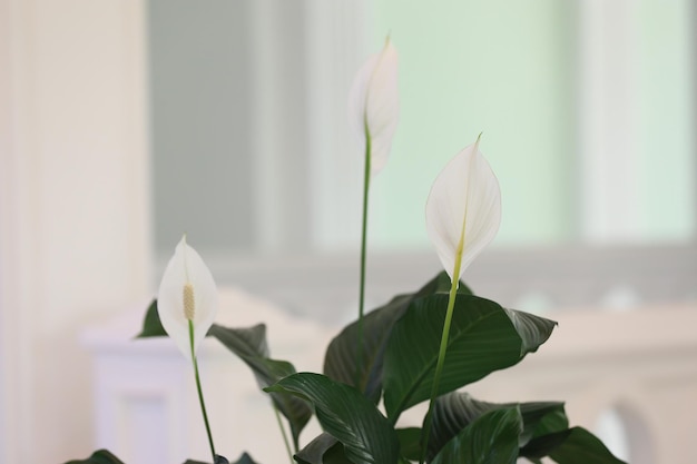 Una planta con flores blancas y hojas verdes.