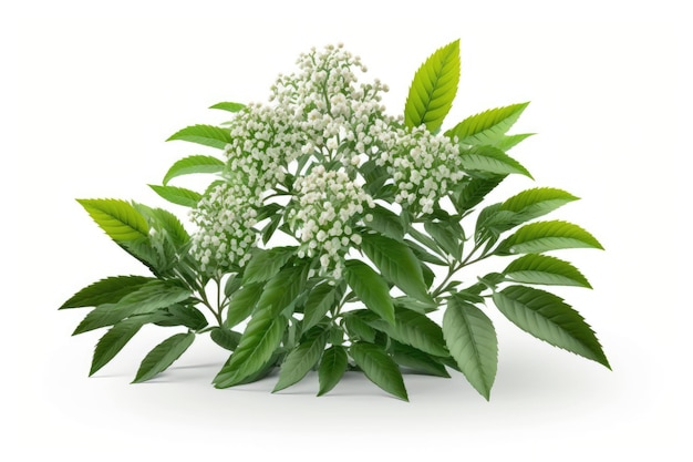 Una planta con flores blancas y hojas verdes.