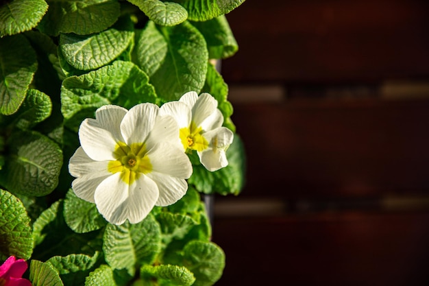 Una planta con flores blancas y hojas verdes.