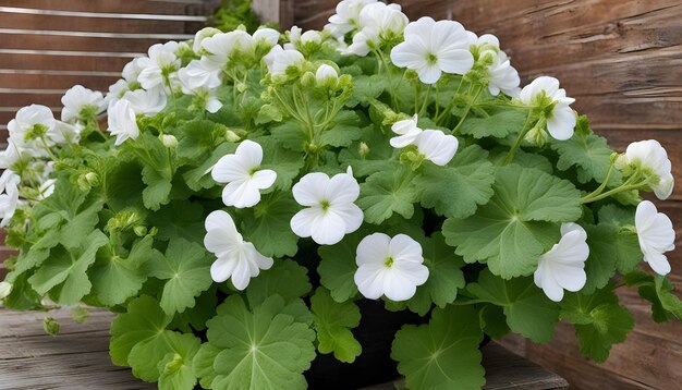 Foto una planta con flores blancas en una olla