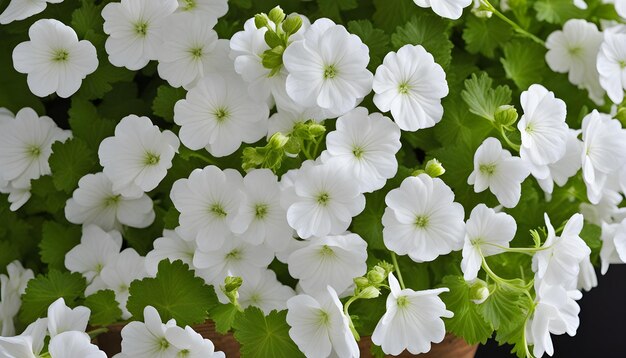 una planta con flores blancas que están en una olla