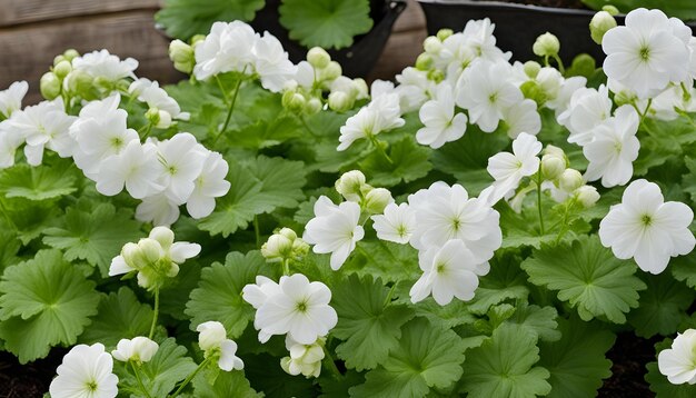 Foto una planta con flores blancas que está en una olla