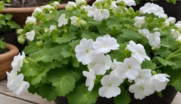 Foto una planta con flores blancas que tiene la palabra en ella