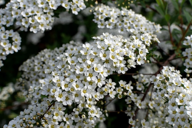 Planta con flores blancas Spiraea arguta arbusto con flores