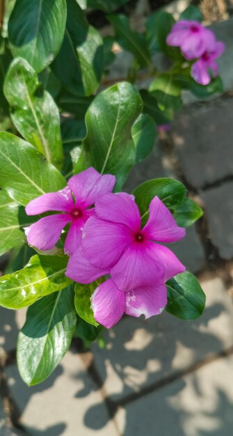 Planta con flores Catharanthus roseus