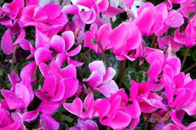 Planta con flores de ciclamen persa rosa Cyclamen persicum violeta alpino con gota de agua