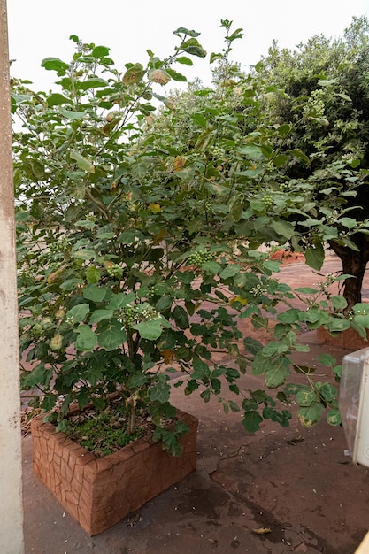 Planta con flores comúnmente conocida como jurubeba una solanáceas