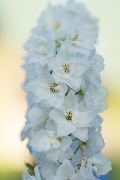 Planta de flores de Delphinium que crece en el jardín Ramo fresco de hermosas flores naturales en el campo Flores blancas de Delphinium flores florecientes