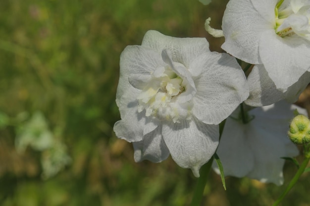 Planta de flores de Delphinium que crece en el jardín Ramo fresco de hermosas flores naturales en el campo Flores blancas de Delphinium flores florecientes