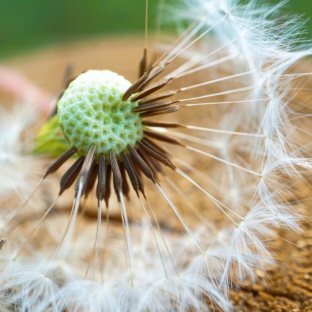 Foto planta de flores de diente de león