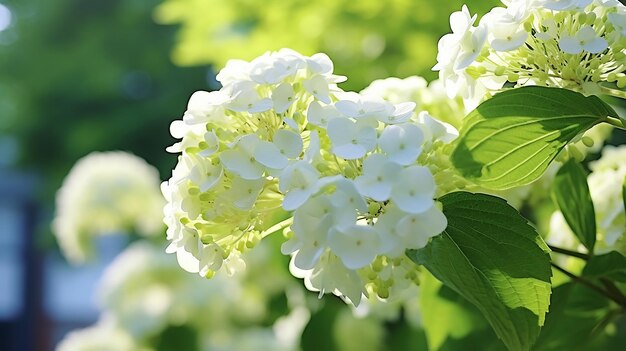 Planta con flores de hortensia en forma de panícula Hortensia paniculata