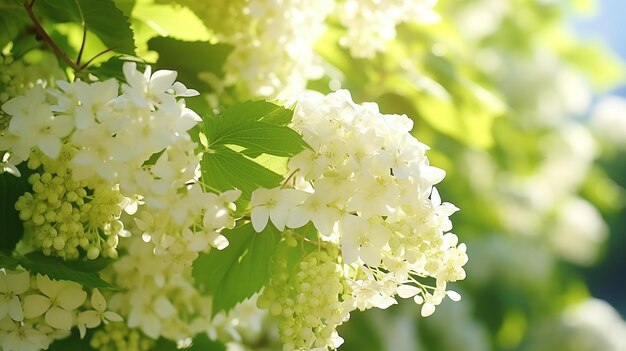 Planta con flores de hortensia en pánico