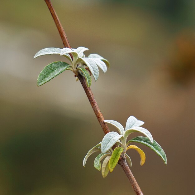 La planta de flores en el jardín en la naturaleza.