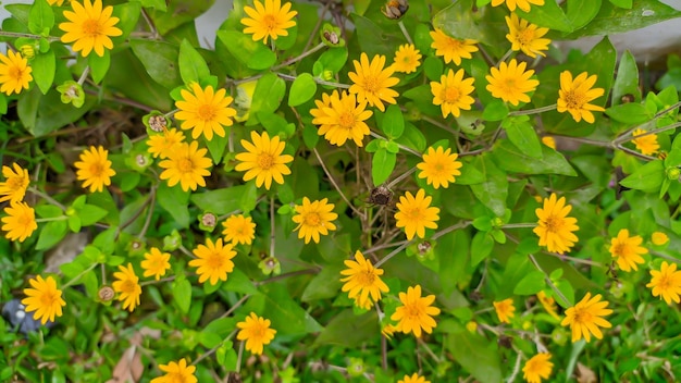 Planta con flores de melampodium