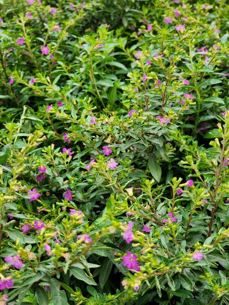 Una planta con flores moradas y hojas verdes.