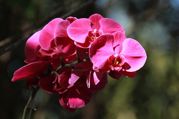 planta de flores de orquídea con color magenta