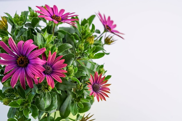 una planta de flores púrpura llamada margaritas africanas