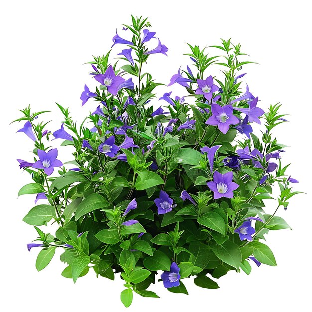 Foto una planta con flores púrpuras en una olla que dice quot púrpura quot