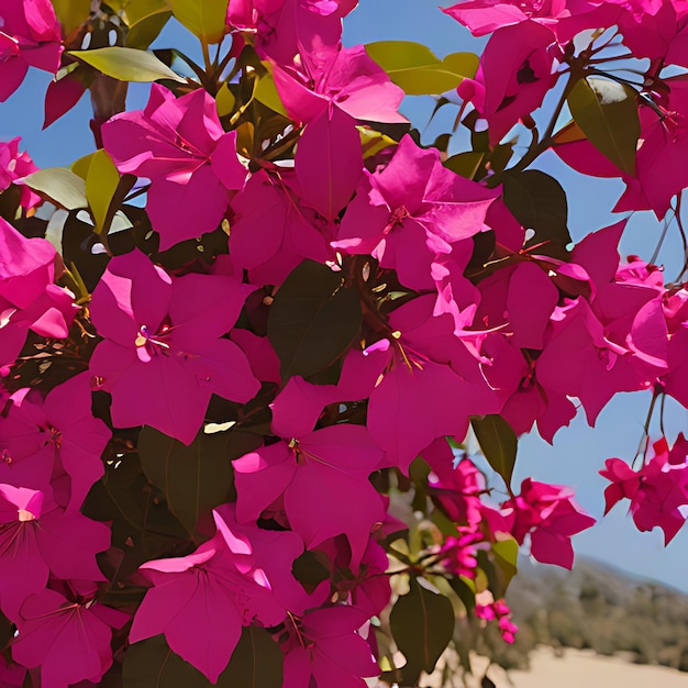 Foto una planta con flores púrpuras que dice bougainvillea