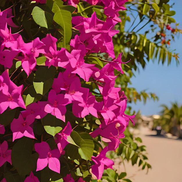 una planta con flores púrpuras que dicen estrella en ella