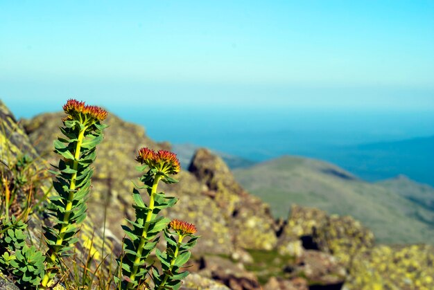 Foto planta con flores raíz de oro (rhodiola rosea) en un entorno natural